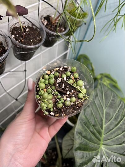 Крестовник роули