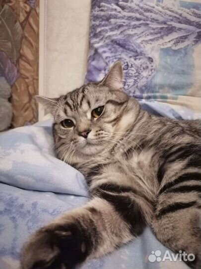 Кот британский в дар бесплатно