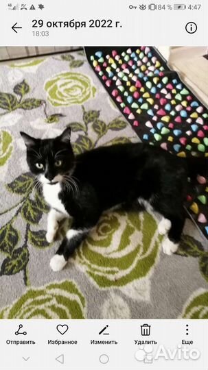 Потерялся кот чёрно-белый черкесск