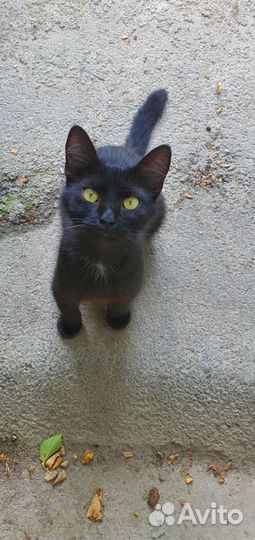 Бездомный котенок-девочка