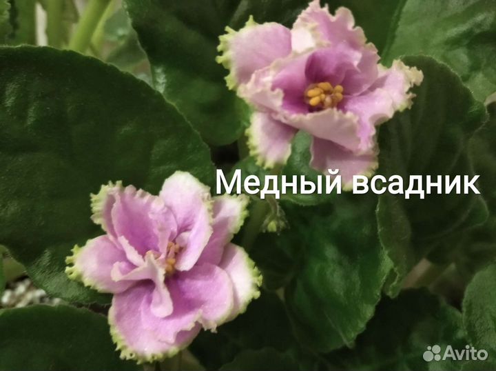 Детки сортовых фиалок. Стартеры