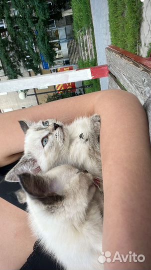 Отдам даром бесплатно животные