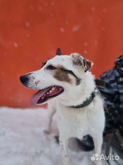 Шикарная девочка ищет дом