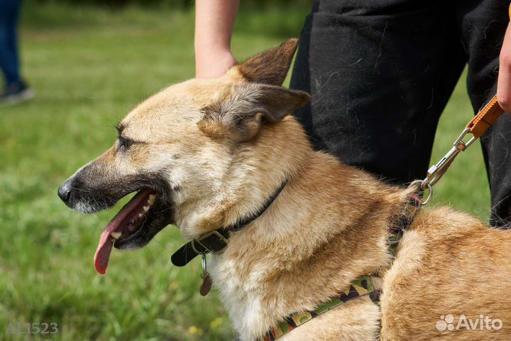 Малыш Пич искренне хочет домой