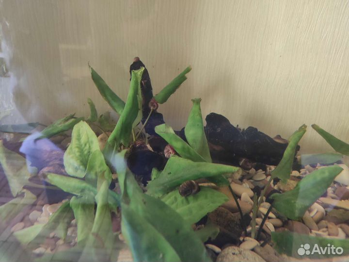 Аквариум 180 литров