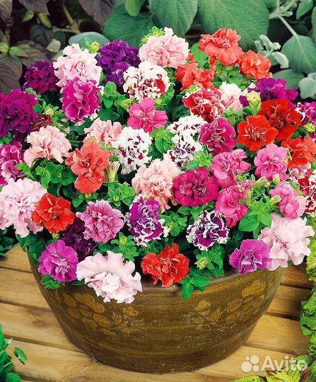 Петуния, алиссум,колеус, бархатцы и мн. другое