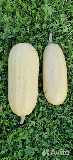Тыква и кабачки домашние