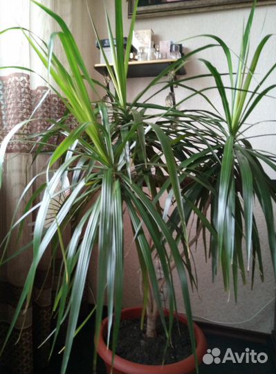 Пальма драцена Маргината