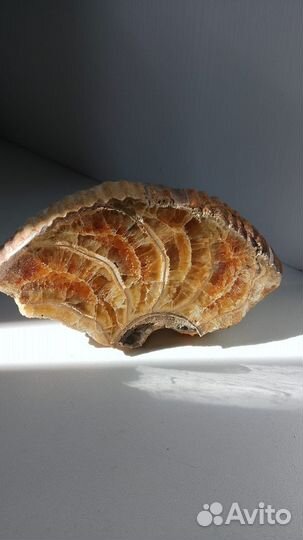 Окаменелости аммониты