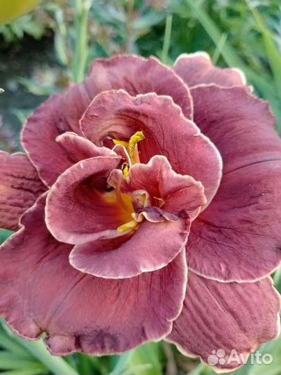 Лилейники сортовые1