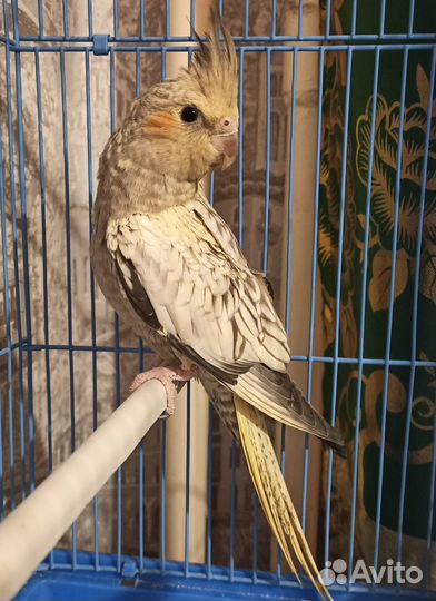 Домашняя передержка собак