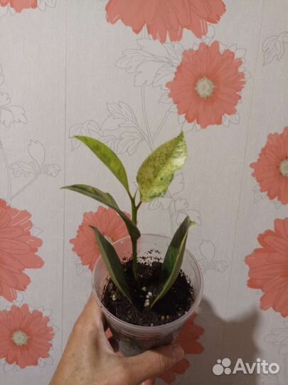 Фикус Шривериана