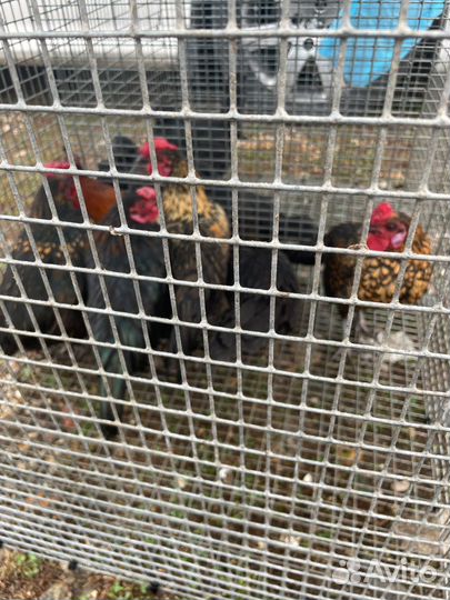 Куры бентамки