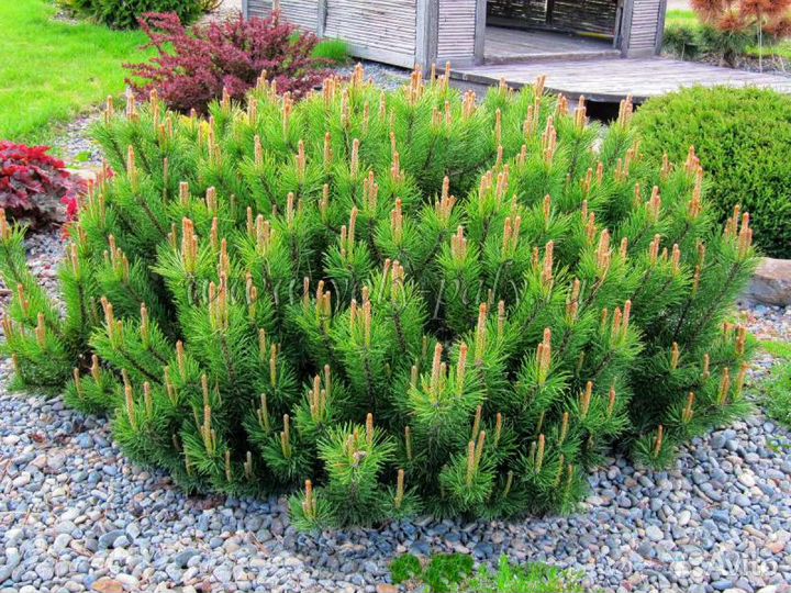 Сосна горная