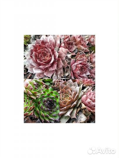 Молодило сортовые