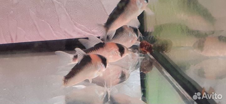 Аквариумные рыбки, растения