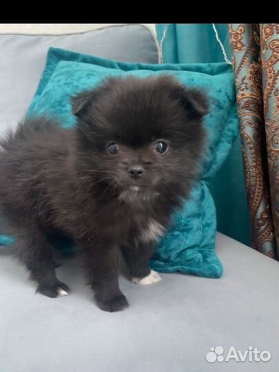 Померанский шпиц