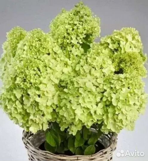 Метельчатые гортензии серии Пан