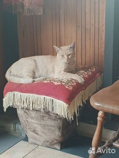 Кот в добрые руки