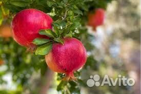 Саженцы граната