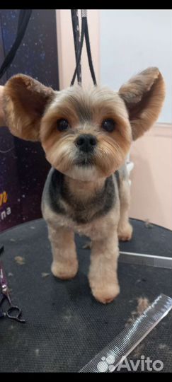 Стрижка собак и кошек, чистка зубов