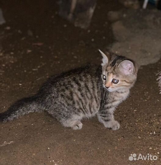 Коткеок