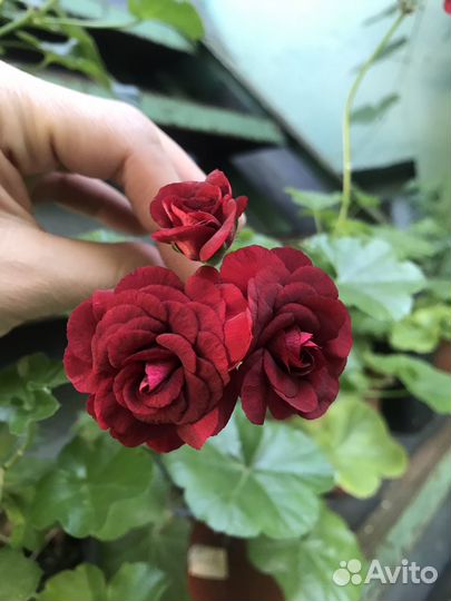 Плющелистная пеларгония ампельная