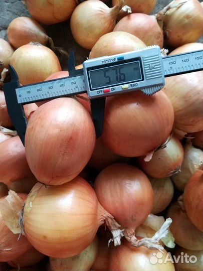 Лук оптом сорт Боска