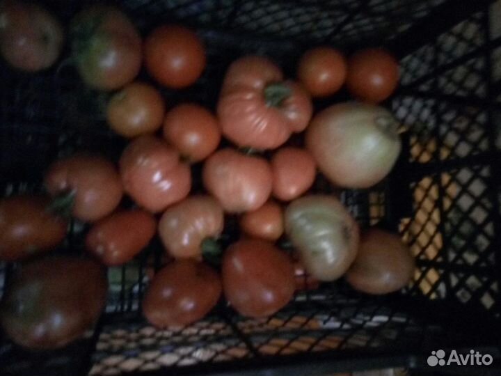 Помидор бычье сердце с дачного участка