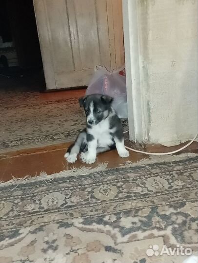 Щенки лайки