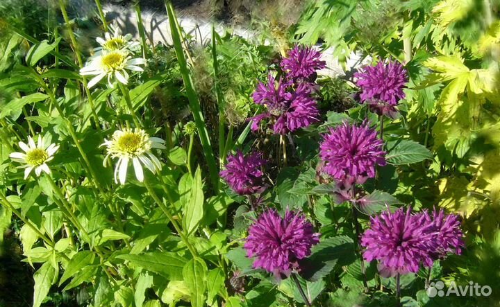 Хосты,эхинацея,монарда