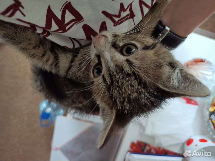 Котёнок-мальчик