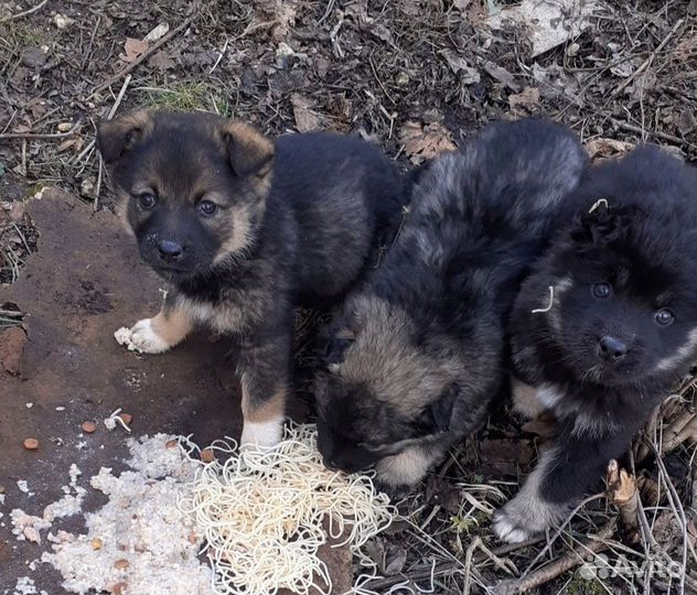 Пушистая девочка щенок отдам