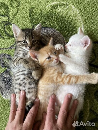 Отдам котят