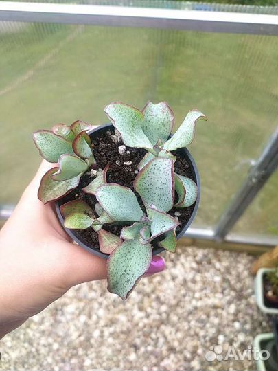 Суккуленты