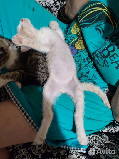 Котик Персей
