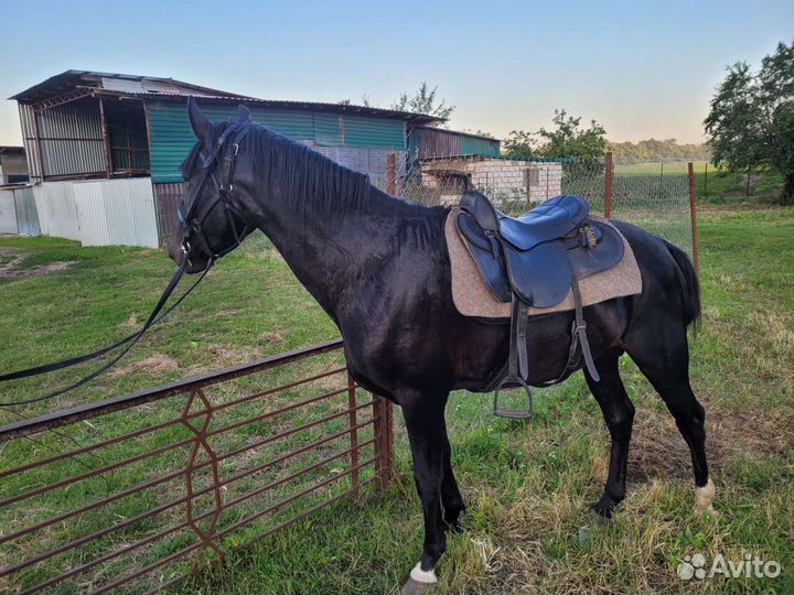 Лошадь жеребец