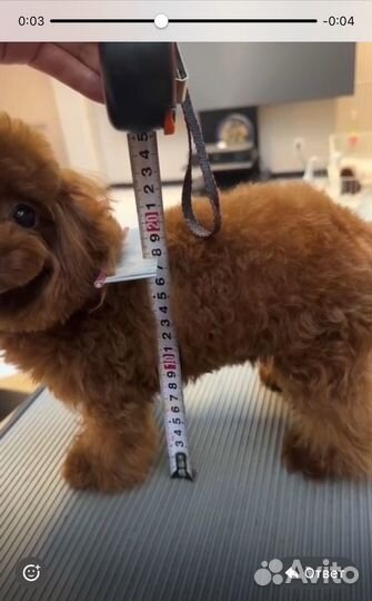 Той-пудель Китай