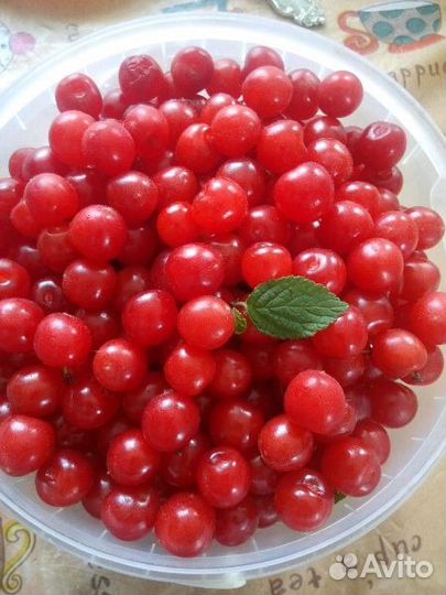 Спелая вкусная вишня