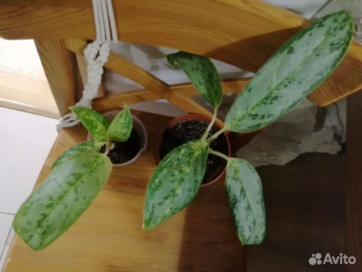 Аглаонема royal diamond