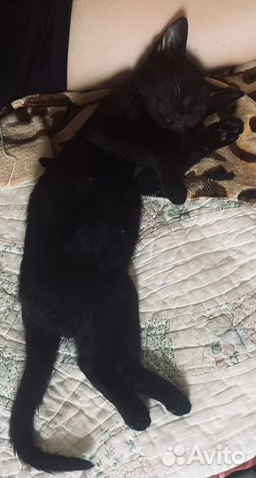 Малышка в добрые руки