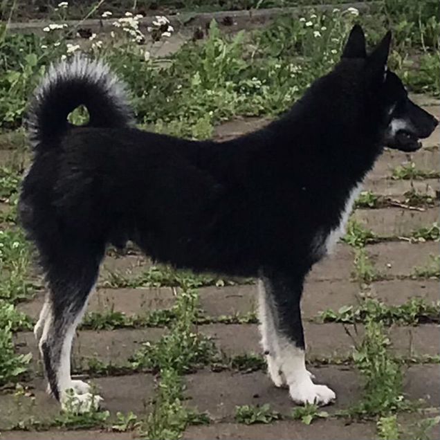Лайка, щенок