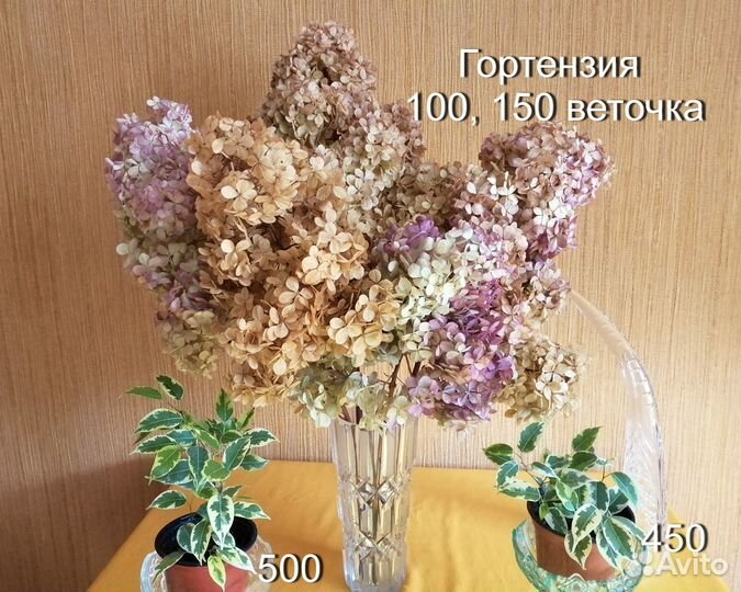 Гортензия сухоцвет, фикус Бенджамина