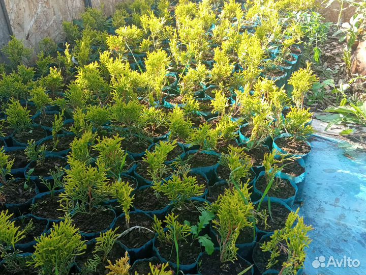 Саженцы туи Смарагд Голд