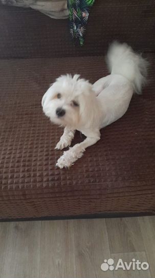 Мальтезе вязка