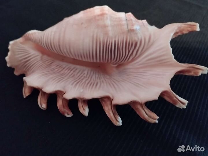 Ракушка морская