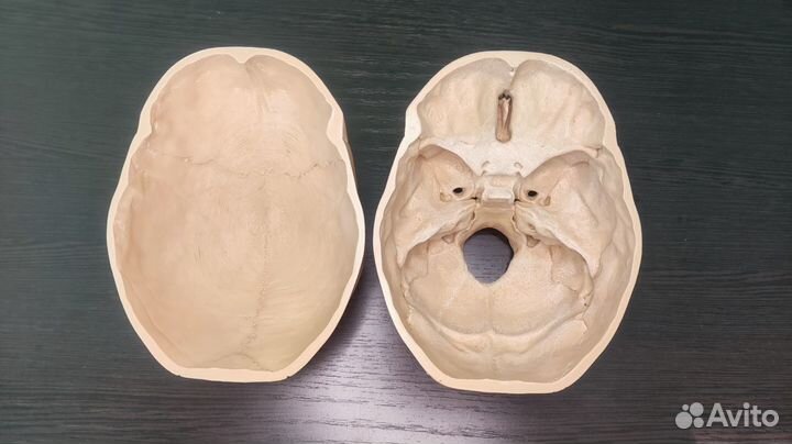 Анатомический череп человека