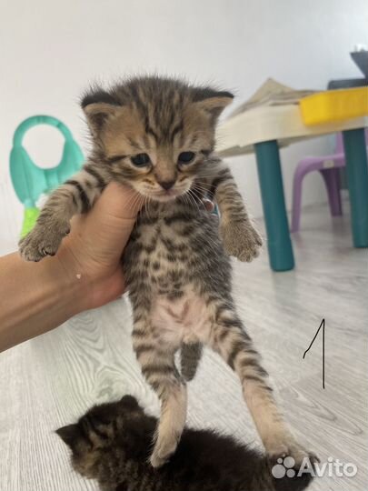 Британские котята