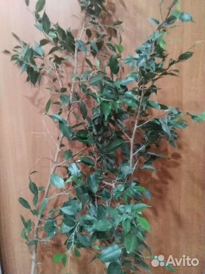 Фикус Бенджамина