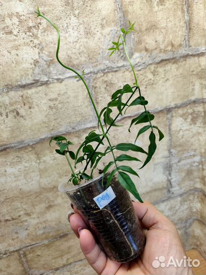 Жасмины ароматные комнатные